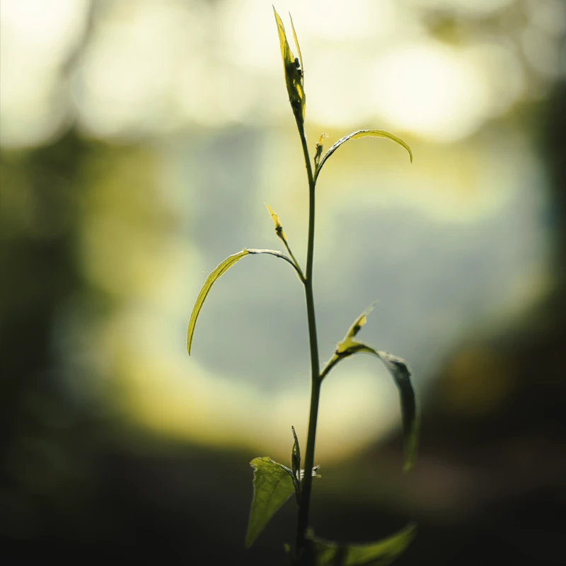 Samyang AF 60-180mm f/2.8 FE pre Sony E