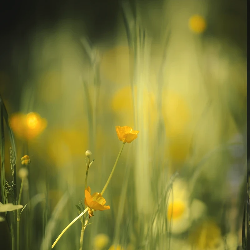 Samyang AF 60-180mm F2.8 FE