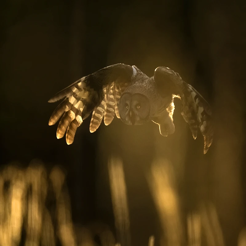 sigma 150-600 dg dn os sports