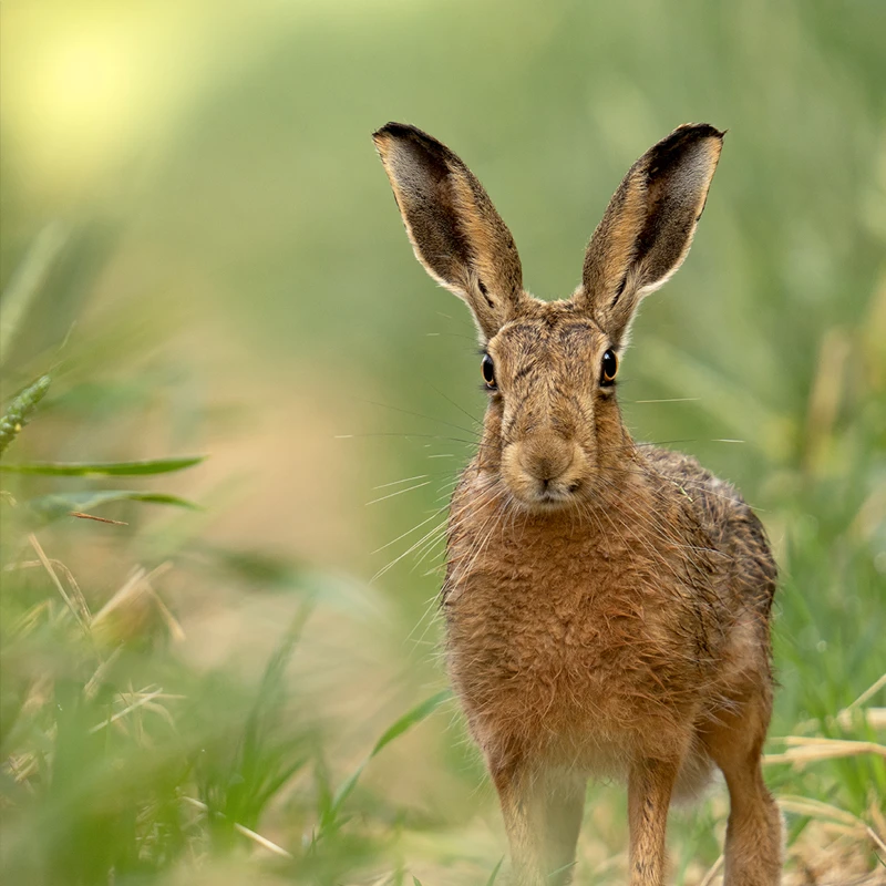 sigma 150-600 dg dn os sports