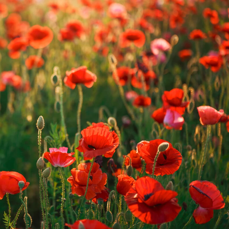 Sigma 28-45mm f/1.8 DG DN Art L-Mount