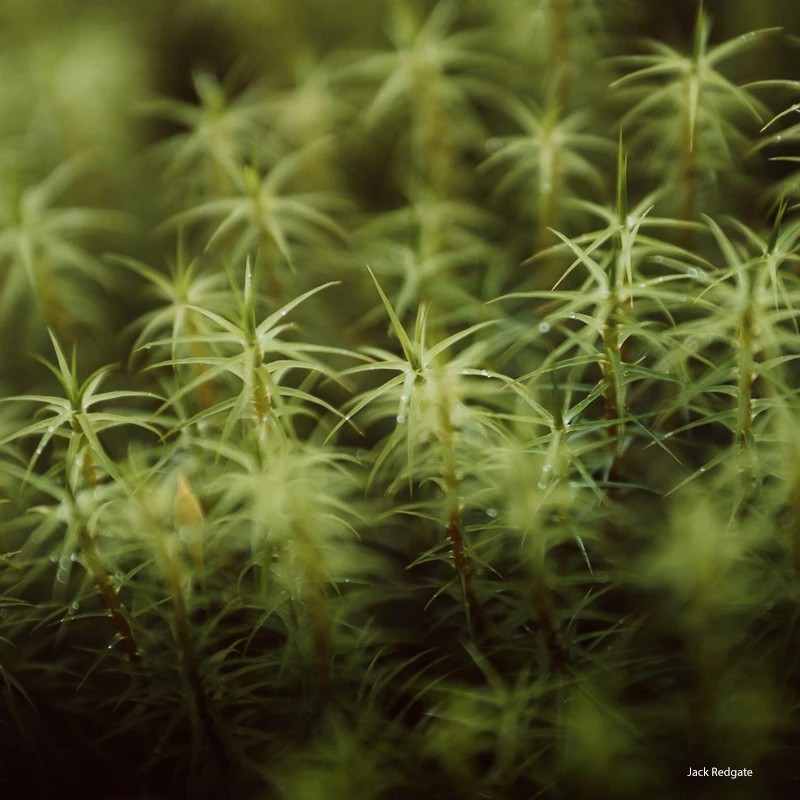 Sigma 28-45mm f/1.8 DG DN Art L-Mount