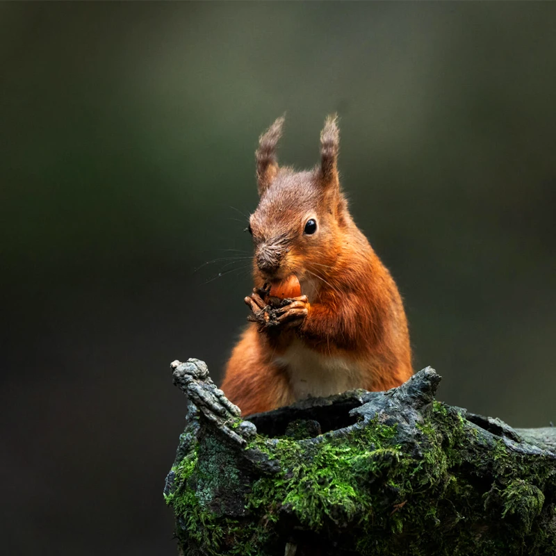 Sigma 300-600mm f/4 DG OS Sports