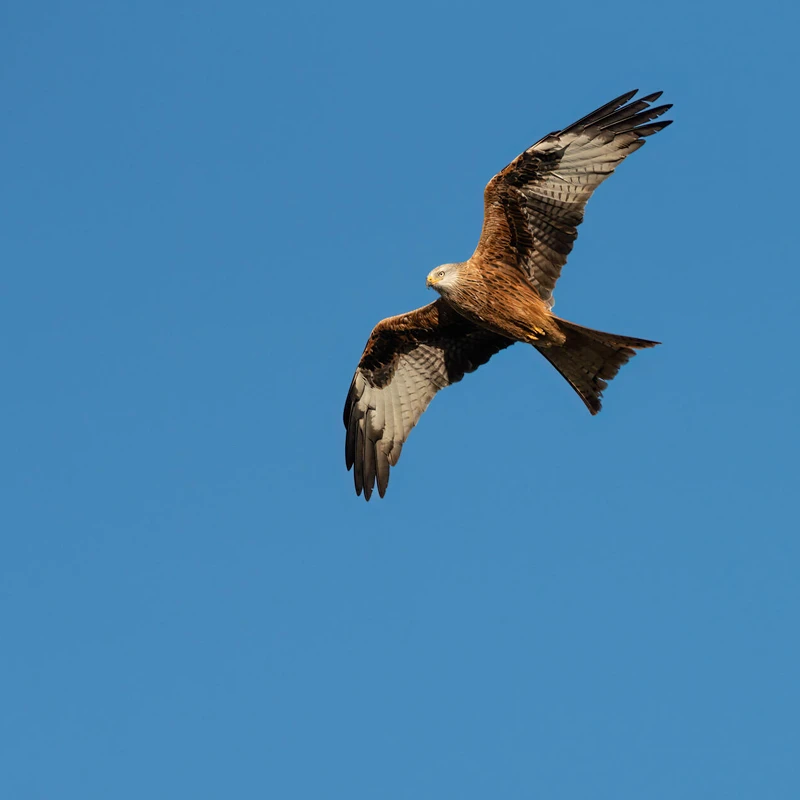 Sigma 300-600mm f/4 DG OS Sports