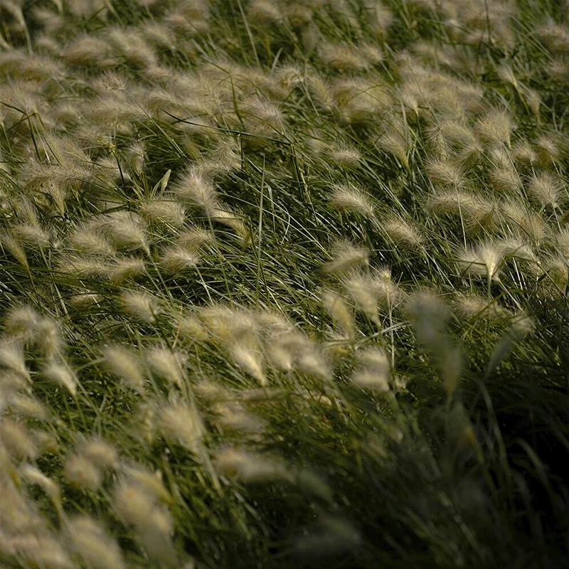 Sigma 90mm F2,8 DG DN Contemporary