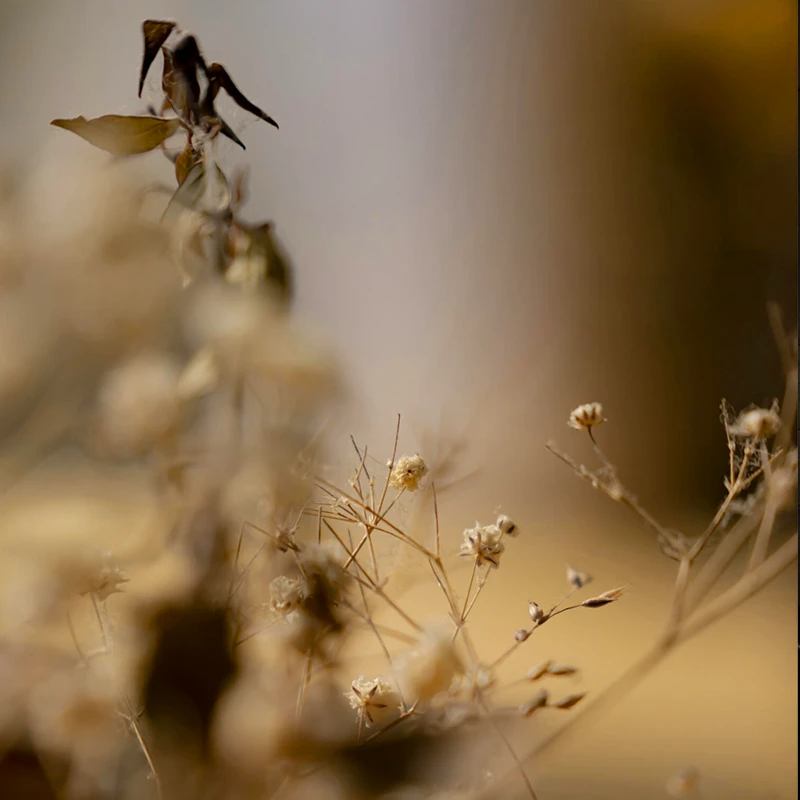 Sigma 90mm F2,8 DG DN Contemporary