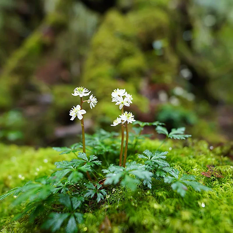 Sony FE 14mm F1.8 GM