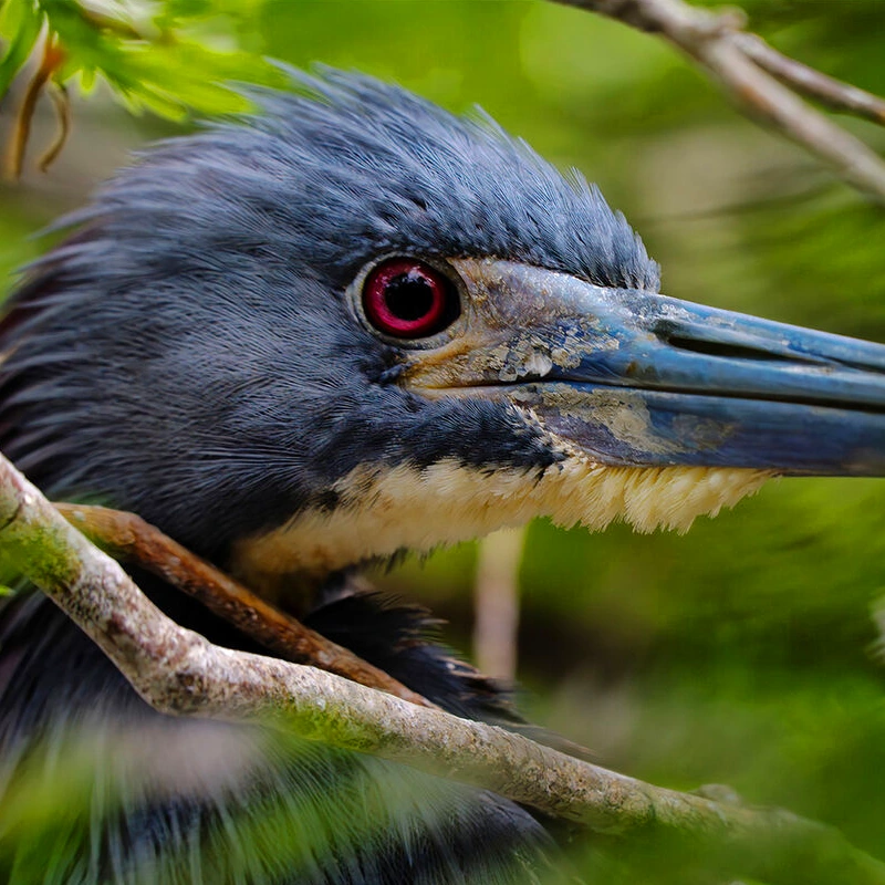 Tamron 50-300mm F/4.5-6.3 Di III VC VXD 