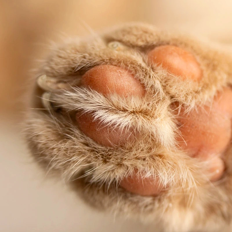 Tamron 50-300mm F/4.5-6.3 Di III VC VXD Sony FE