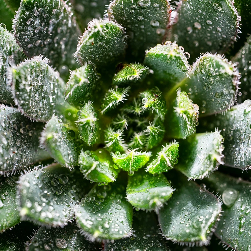 Tamron 90mm f/2.8 Di III VXD