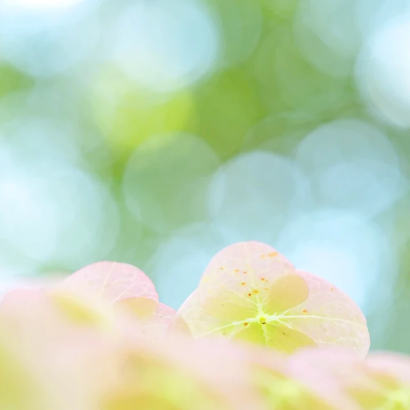 Tamron 90mm f/2.8 Di III VXD