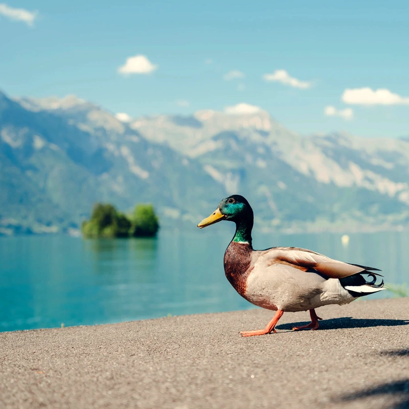 Tamron 20-40mm F/2,8 Di III VXD